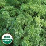 Triple Curled Parsley Herb Seeds AS2633