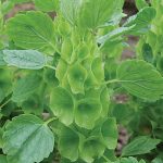 Bells of Ireland Flower Seeds AS2362