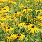 Black-Eyed Susan Flower Seeds AS2383