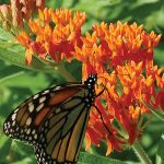 Butterflyweed Flower Seeds AS2384