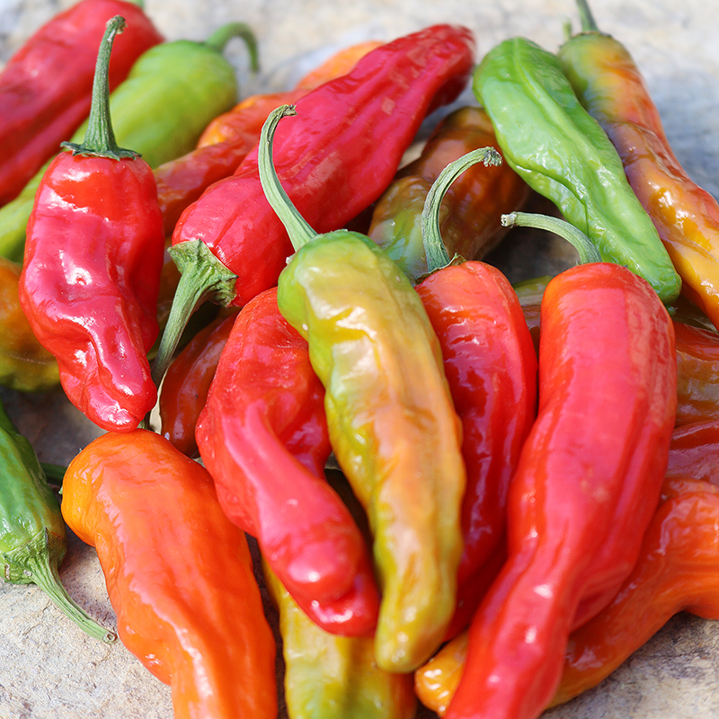 Shishito Pepper Vegetable Seeds AS2498