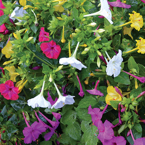 Marvel of Peru Four O'Clocks Flower Seeds AS2574