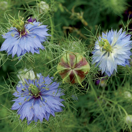 Love-in-a-Mist "Miss Jekyll" Flower Seeds AS2586