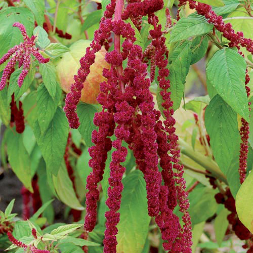 Love-Lies-Bleeding Flower Seeds AS2587