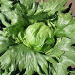 Summertime Lettuce Vegetable Seeds AS2464