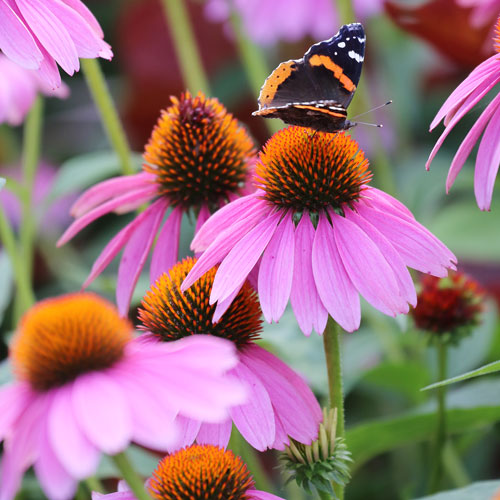 Purple Coneflower Flower Seeds AS2396