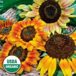 Autumn Beauty Sunflower Flower Seeds AS2402