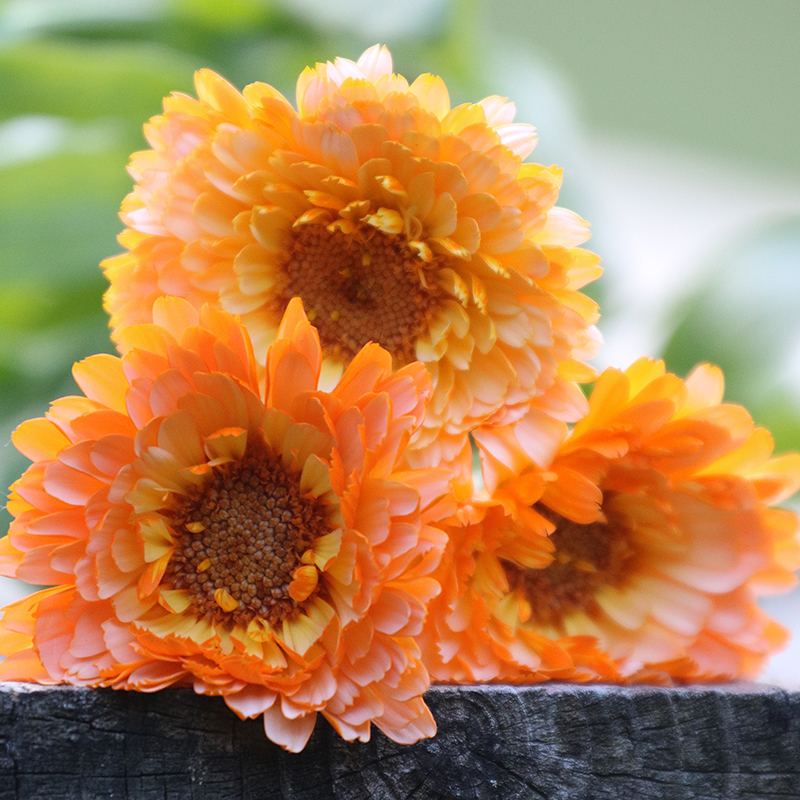 Pink Surprise Calendula Flower Seeds AS2597