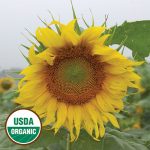 Rostov Sunflower Flower Seeds AS2412
