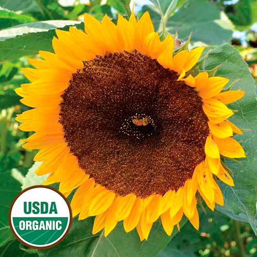 Taiyo Sunflower Flower Seeds AS2414
