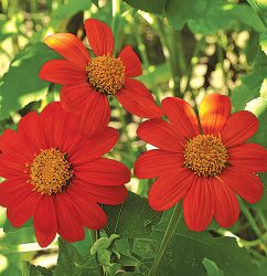 Torch Sunflower Flower Seeds AS2418