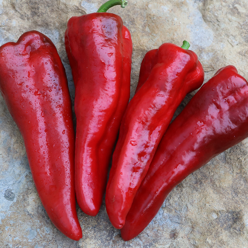Italia Pepper Vegetable Seeds AS2477