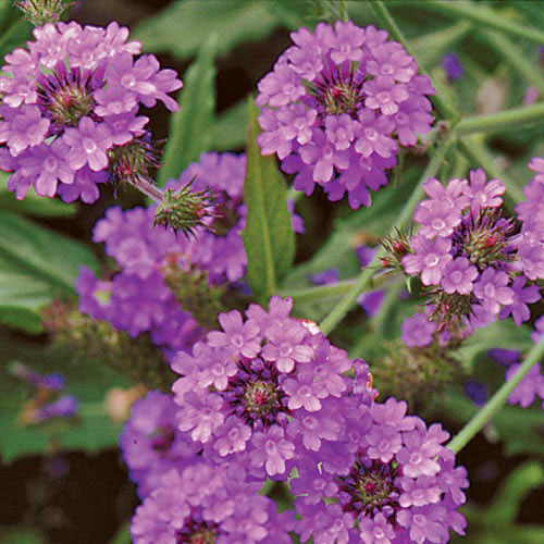 Verbena Flower Seeds AS2613