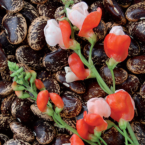 Painted Lady Improved Runner Bean Vegetable Seeds AS2263