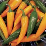 Bulgarian Carrot Pepper Vegetable Seeds AS2238