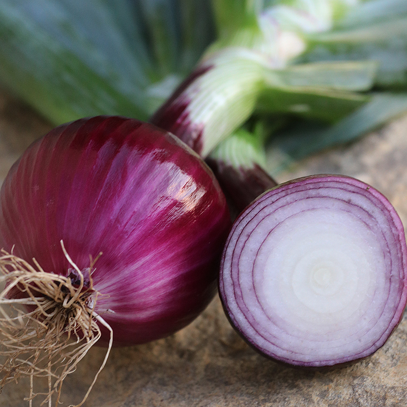 Ruby Red Onion Vegetable Seeds AS2215