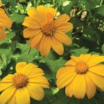 Aztec Sun Sunflower Flower Seeds AS2403