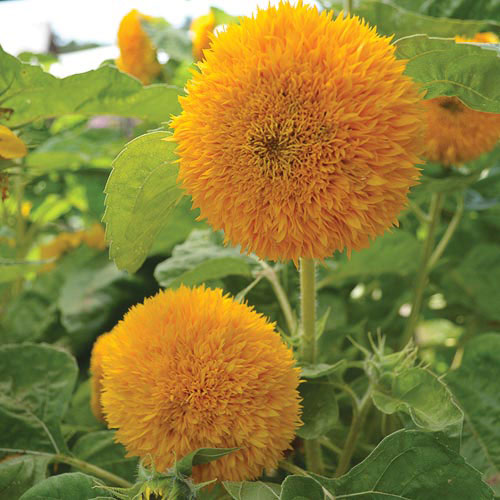 Teddy Bear Sunflower Flower Seeds AS2416