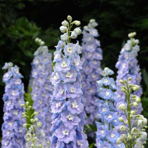 Raider Blue Delphinium Flower Seeds AS2599