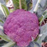 Di Sicilia Violetto Cauliflower Vegetable Seeds AS2058