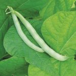 Burpee's Stringless Green Pod Bean Vegetable Seeds AS2013