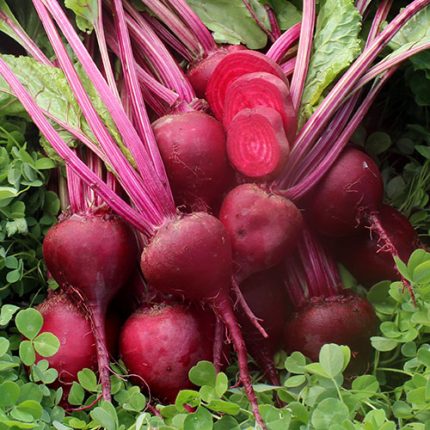 Early Blood Turnip Beet Vegetable Seeds AS2039