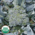 Calabrese Broccoli Vegetable Seeds AS2041