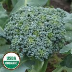 De Cicco Broccoli Vegetable Seeds AS2042