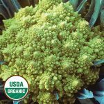 Romanesco Cauliflower Vegetable Seeds AS2060
