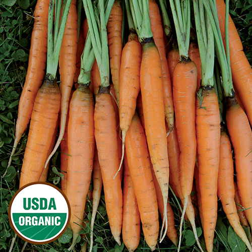 Scarlet Nantes Carrot Vegetable Seeds AS2056