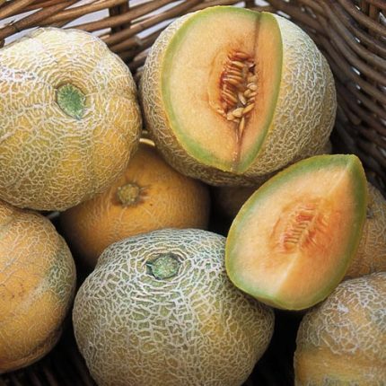 Minnesota Midget Melon Vegetable Seeds AS2196