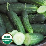 Early Fortune Cucumber Vegetable Seeds AS2091