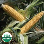 Golden Bantam Improved Corn Vegetable Seeds AS2075