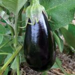 Florida High Bush Eggplant Vegetable Seeds AS2110