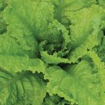 Australian Yellowleaf Lettuce Vegetable Seeds AS2159