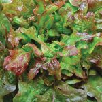 Bronze Arrowhead Lettuce Vegetable Seeds AS2162