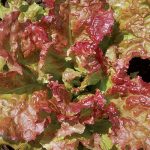Flame Lettuce Vegetable Seeds AS2166