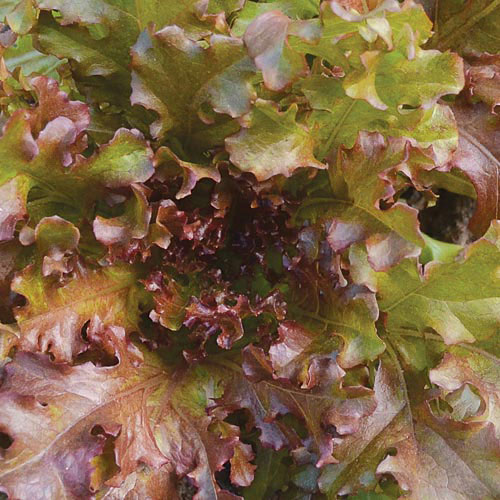 Mascara Lettuce Vegetable Seeds AS2175