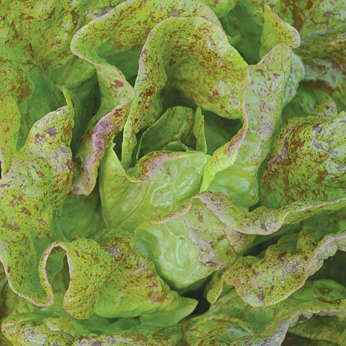 Sanguine Ameliore Lettuce Vegetable Seeds AS2460