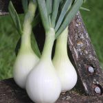 Ailsa Craig Onion Vegetable Seeds AS2212