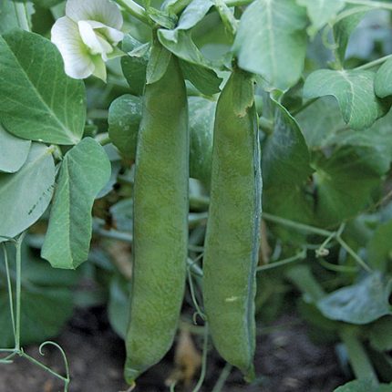 Green Arrow Pea Vegetable Seeds AS2224