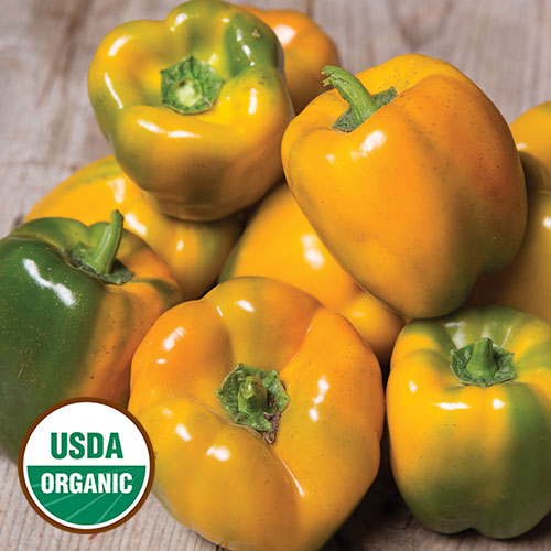 Quadrato Asti Giallo Pepper Vegetable Seeds AS2494