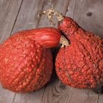 Golden Hubbard Squash Vegetable Seeds AS2293