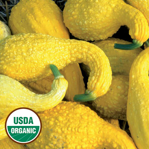 Summer Crookneck Squash Vegetable Seeds AS2510