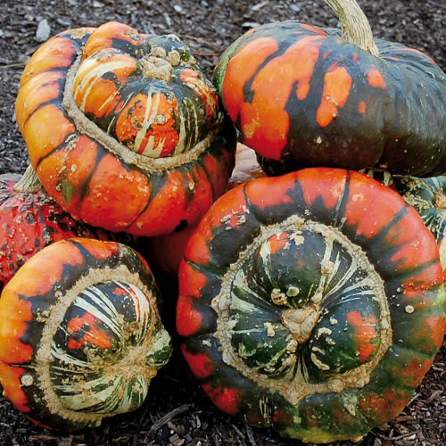 Turk's Turban Squash Vegetable Seeds AS2514