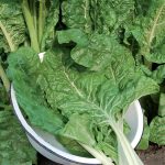 Fordhook Giant Swiss Chard Vegetable Seeds AS2308