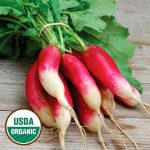 French Breakfast Radish Vegetable Seeds AS2255