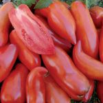Federle Tomato Vegetable Seeds AS2518