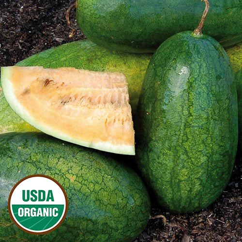 Sweet Siberian Watermelon Vegetable Seeds AS2356