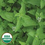 Catnip Herb Seeds AS2423